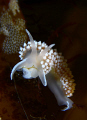   small nudibranch having meal  